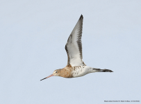 Black-tailed Godwit