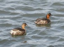 Little Grebes