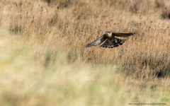 Sparrowhawk