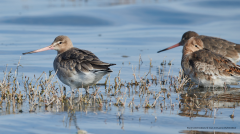 Black-tailed Godwits