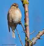 Linnet