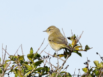 Chiffchaff