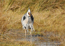 Grey Heron