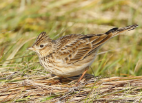 Skylark