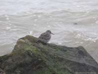 Purple Sandpiper