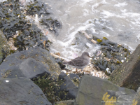 Purple Sandpiper