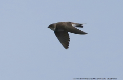 Sand Martin