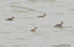 Great Crested Grebes