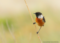 Stonechat