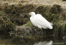 Little Egret