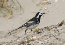 Pied Wagtail