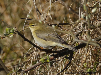 Willow Warbler