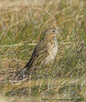 Meadow Pipit