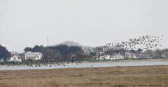 Brent Geese