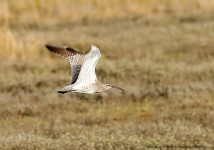 Whimbrel