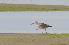 Whimbrel