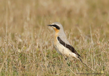 Wheatear