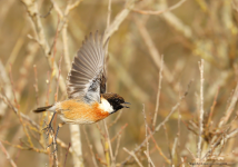 Stonechat