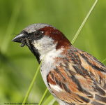 House Sparrow