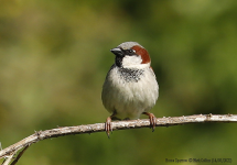 House Sparrow