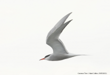 Common Tern