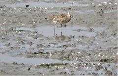 Whimbrel