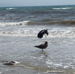 Great Skua