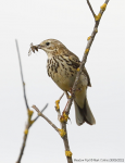 Meadow Pipit