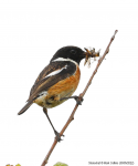 Stonechat