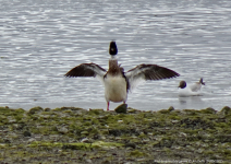 Red-breasted Merganser