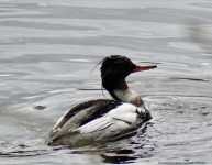 Red-breasted Merganser