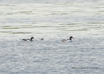 Shelducks