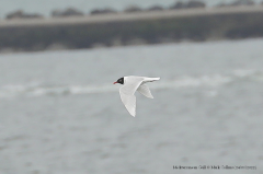 Mediterranean Gull