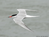 Common Tern