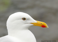 Herring Gull