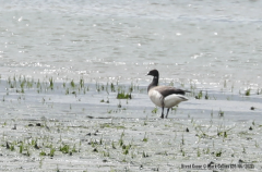 Brent Goose