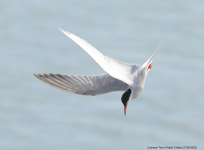 Common Tern