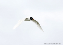 Mediterranean Gull