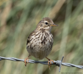 Meadow Pipit 