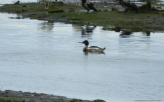 Red-breasted Merganser