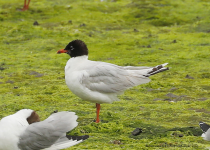 Mediterranean Gull