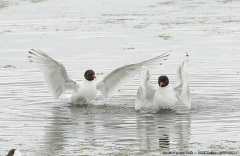 Mediterranean Gulls