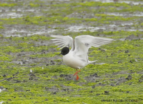 Little Gull