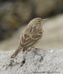 Rock Pipit