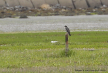 Peregrine