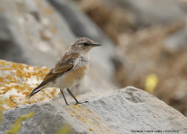 Wheatear