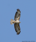 Buzzard