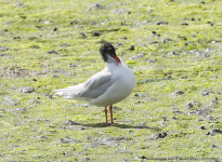 Mediterranean Gull