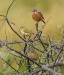 Willow Warbler