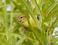 Willow Warbler